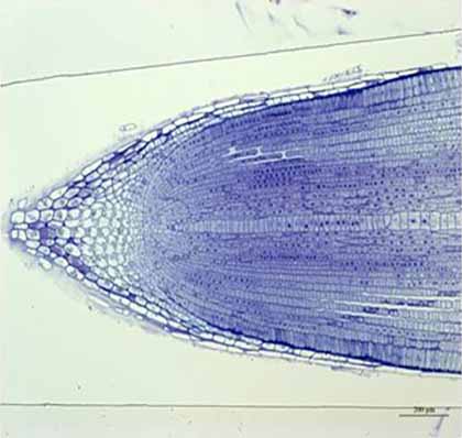 光鏡圖片最終2.jpg 光鏡圖片最終2.jpg